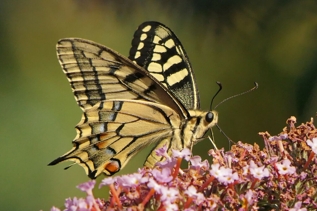 Machaon (Papilio machaon)