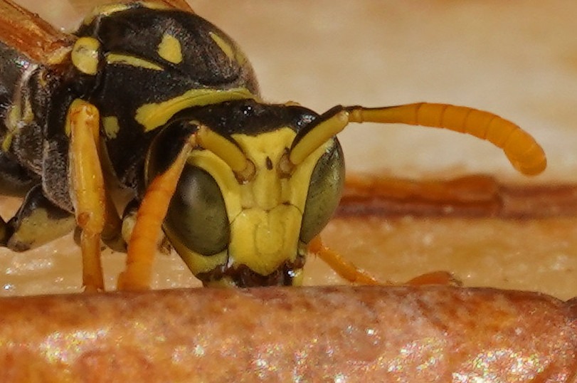 Clypéus et front jaune du mâle.