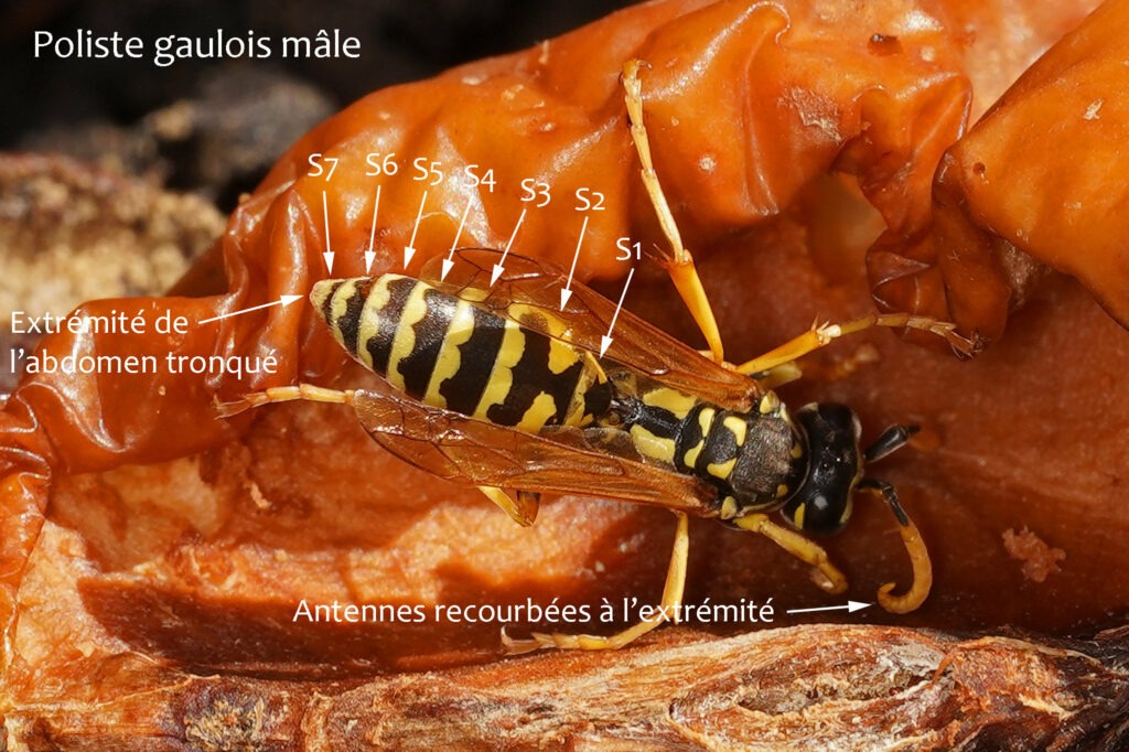 Guêpe poliste gaulois femelle
