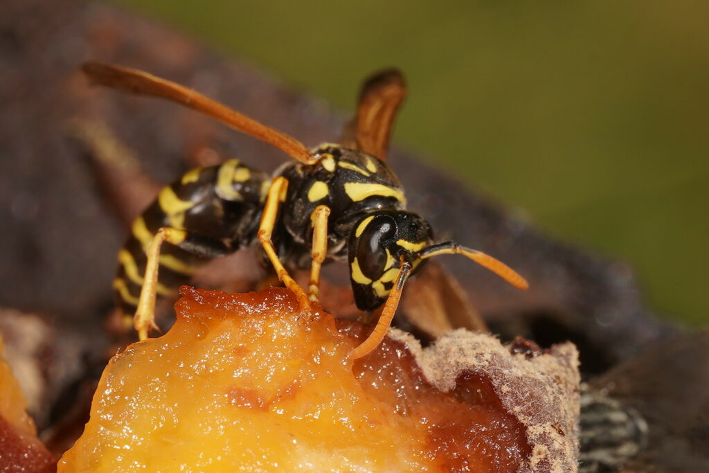 Guêpe poliste gaulois (Polistes dominula)