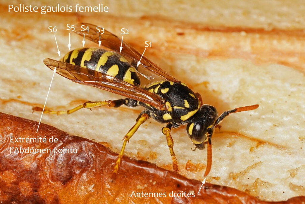 Guêpe poliste gaulois femelle