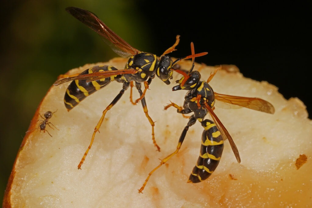 Deux femelles Polistes dominula