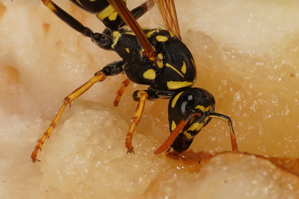 La tâche jaune allongée sur le côté de la tête
