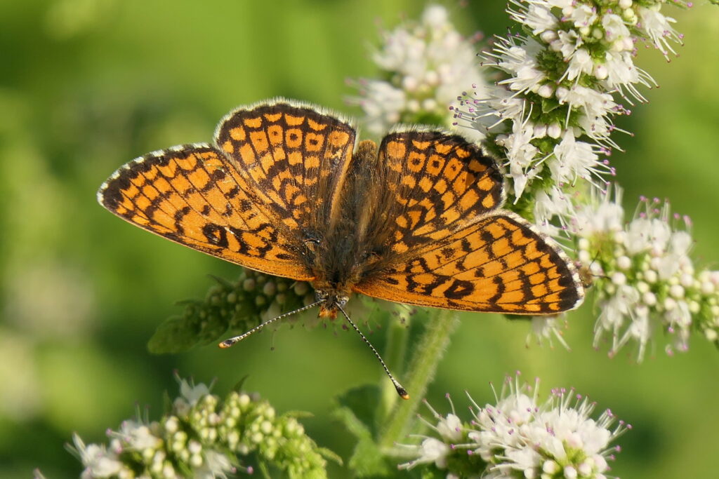 Mélitée du plantain (Melitaea cinxia)