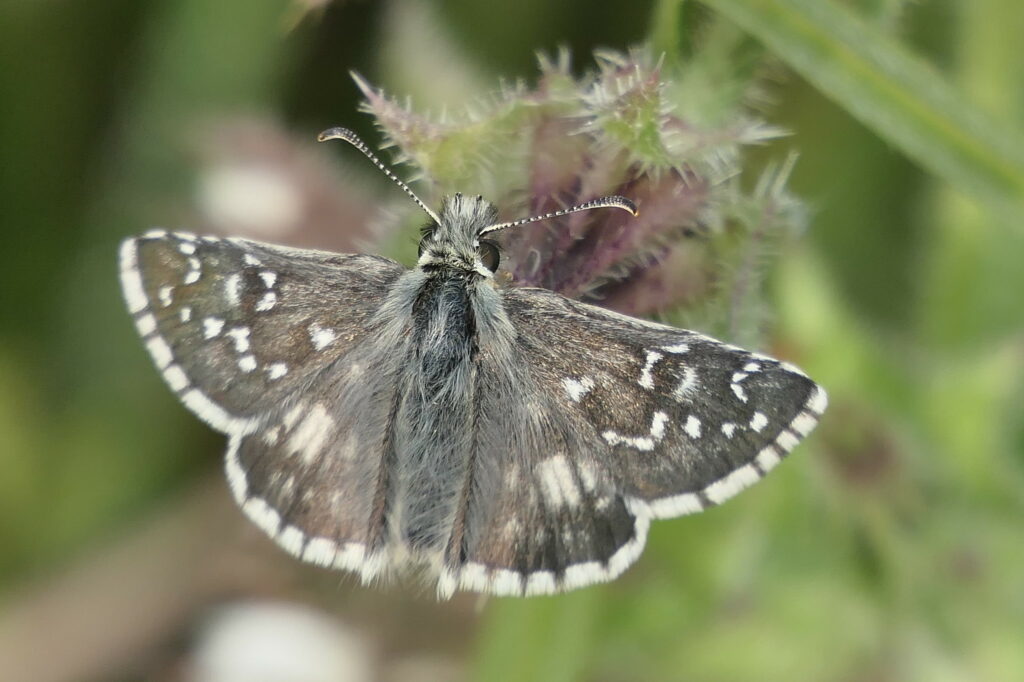 Hespérie du faux-buis (Pyrgus alveus)