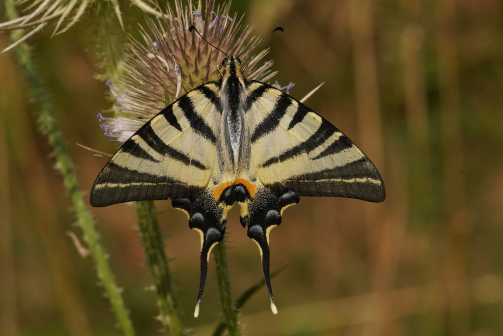 Flambé (Iphiclides podalirius)