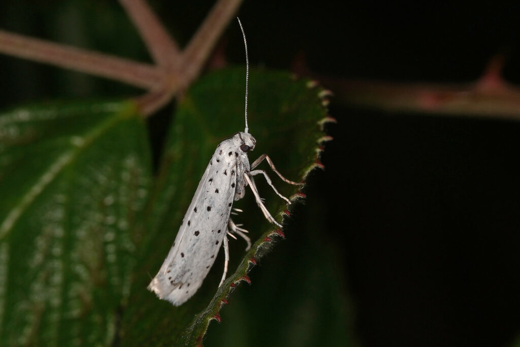 Hyponomeute du fusain (Yponomeuta cagnagella)