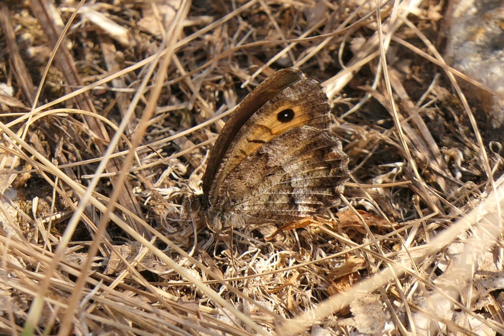 Petit Agreste (Arethusana arethusa)