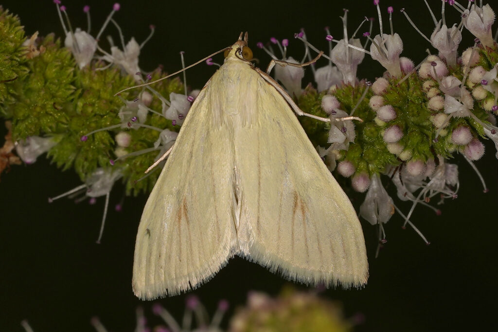 Botys verdâtre (Sitochroa palealis)