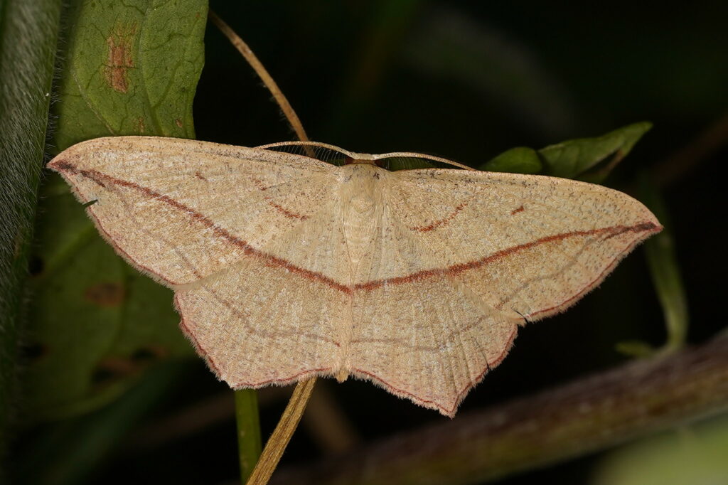 Timandre aimée (Timandra comae)