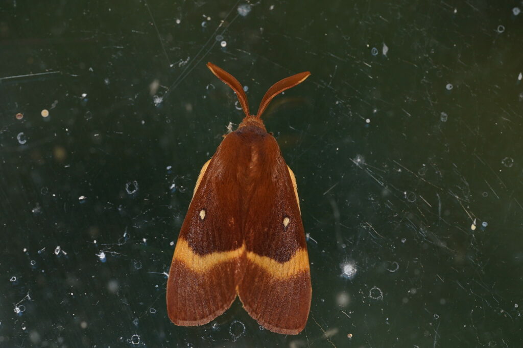 Bombyx du chêne (Lasiocampa quercus)