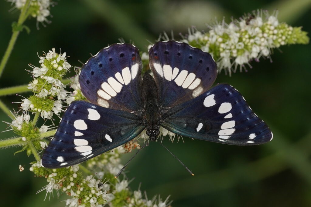 Sylvain azuré (Limenitis reducta)