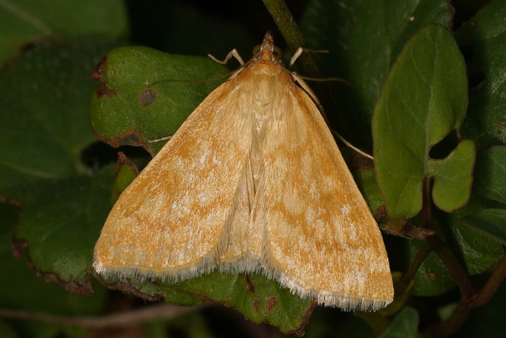 Botys vertical (Sitochroa verticalis)