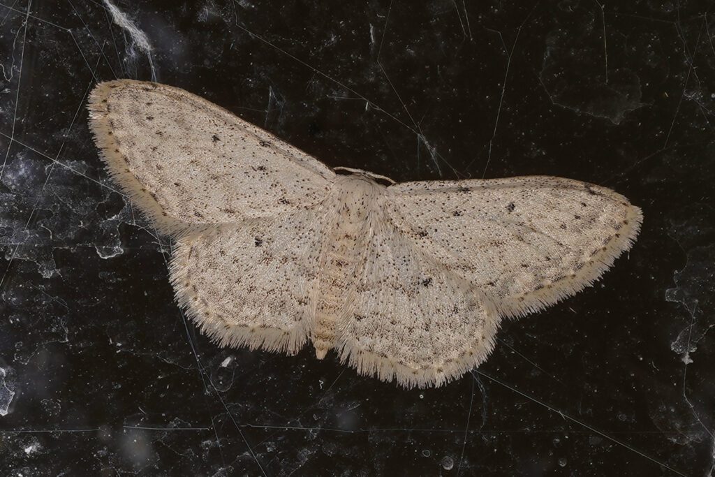 La Vieillie (Idaea seriata)