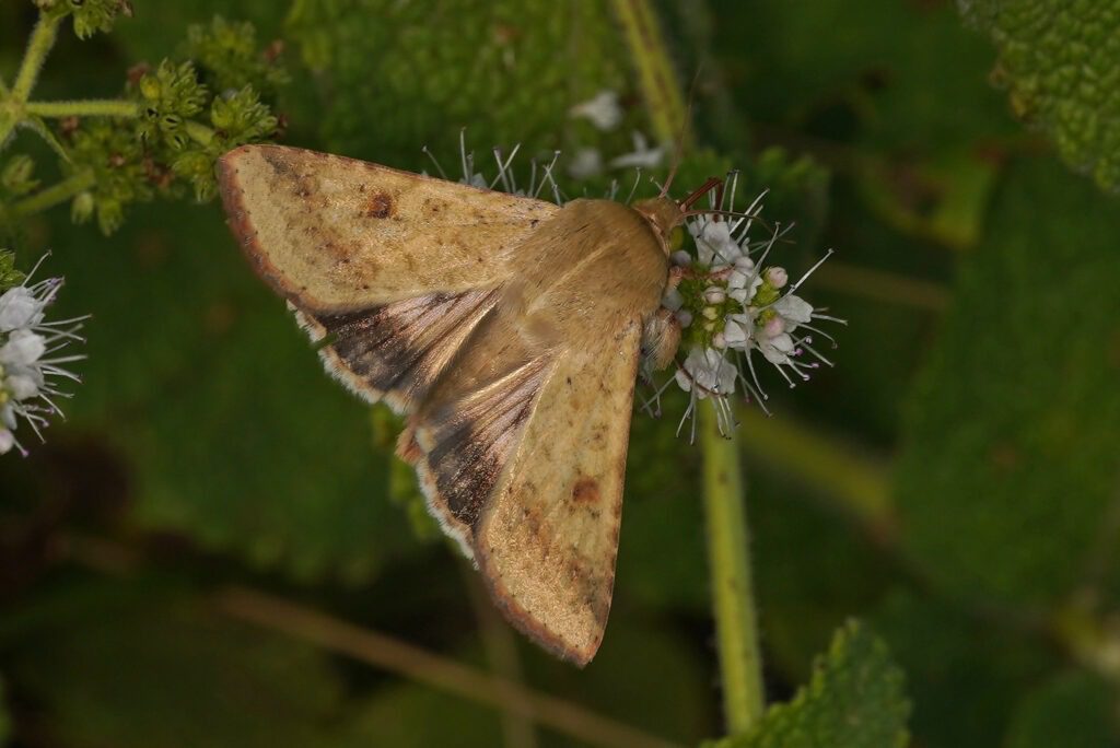Noctuelle de la tomate (Helicoverpa armigera)