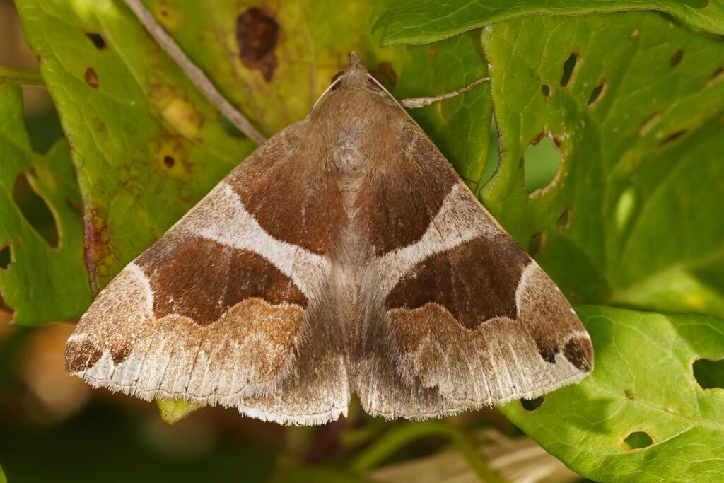 La Passagère  (Dysgonia algira)
