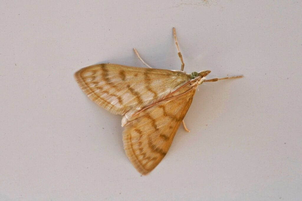 Botys de la molène (Paracorsia repandalis)