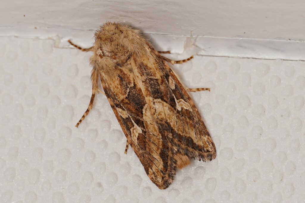 Noctuelle de Duméril (Luperina dumerilii)