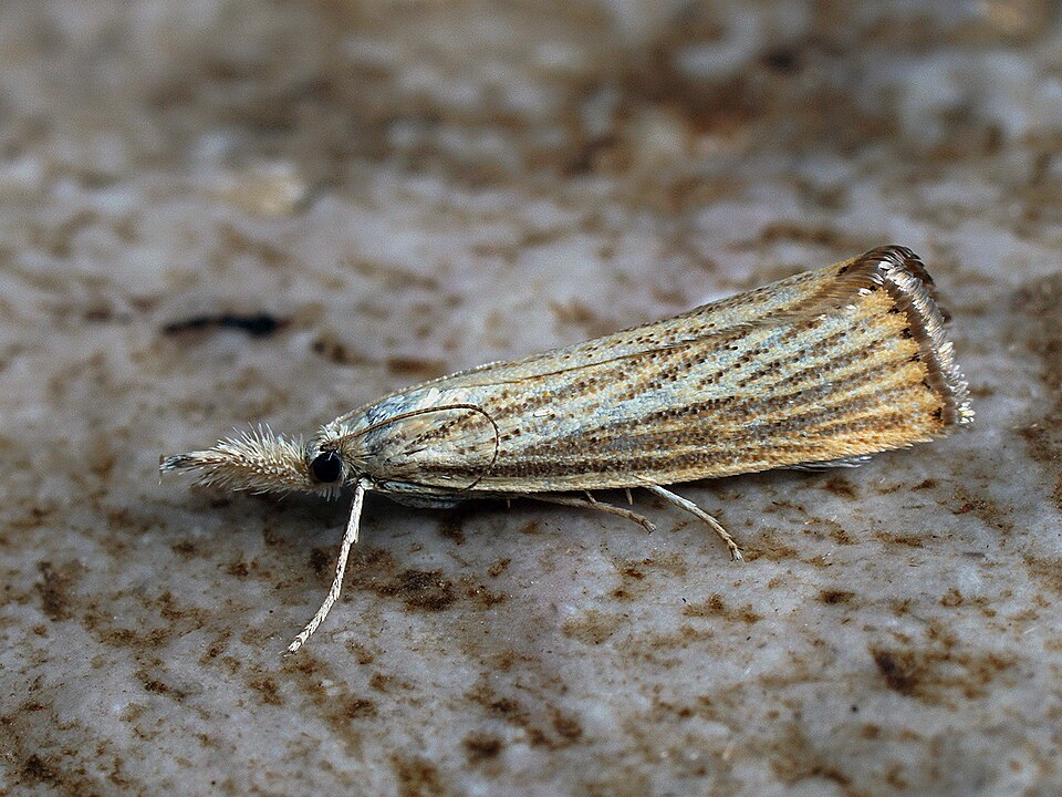 Crambus des chaumes (Agriphila straminella)