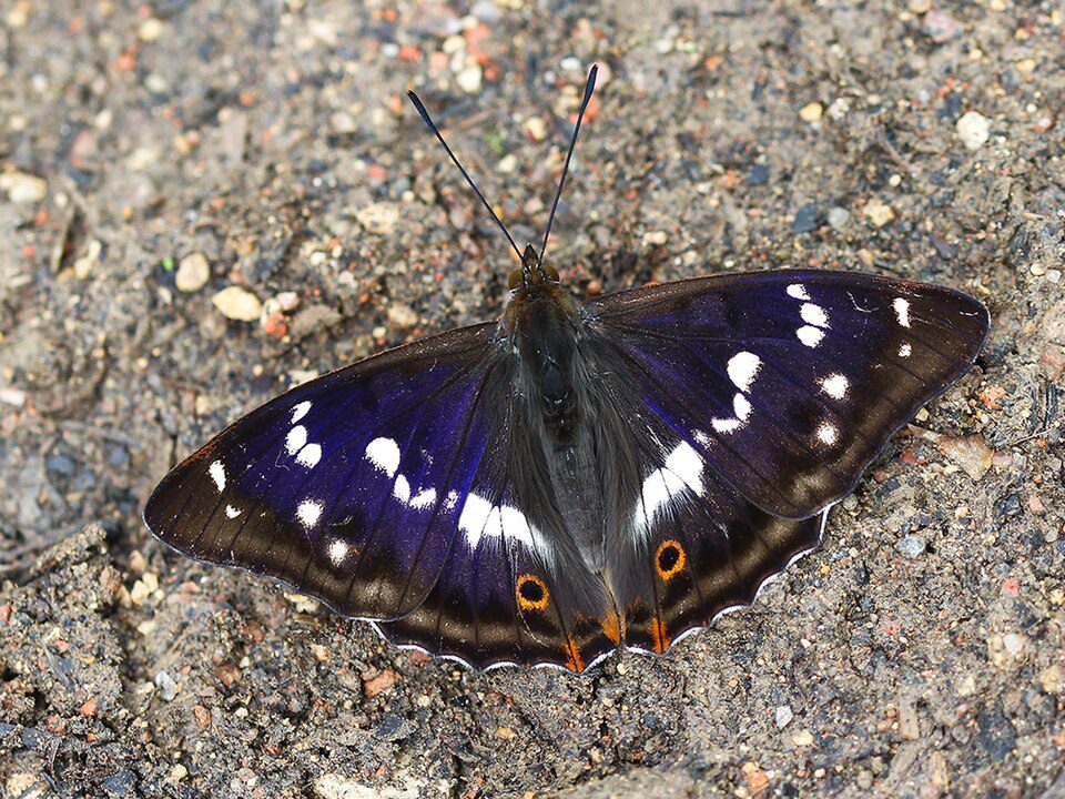 Grand Mars changeant (Apatura iris )