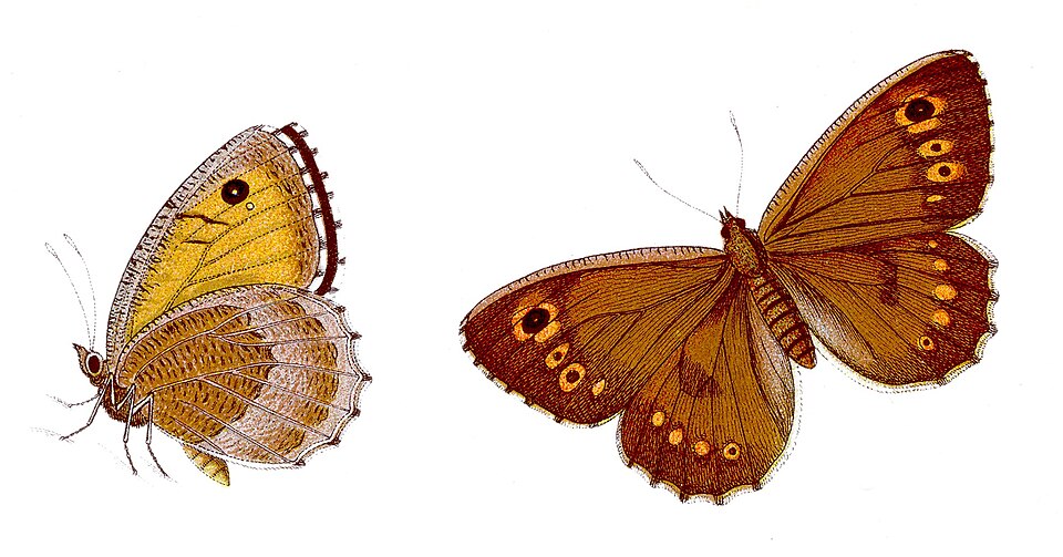 Illustration du Petit agreste  par Rotbindiger Samtfalter  