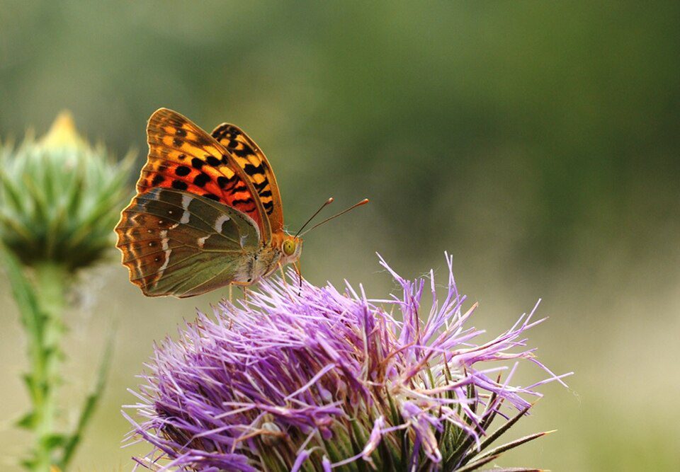 Cardinal (Argynnis pandora) 
