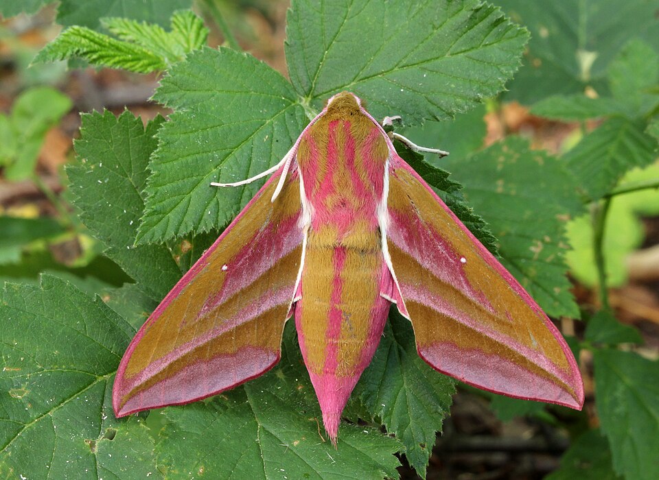 Grand Sphinx de la vigne (Deilephila elpenor)