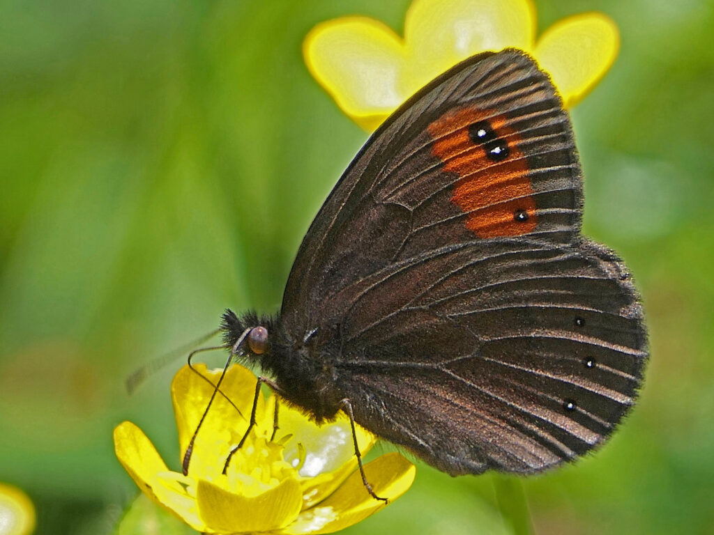 Moiré sylvicole (Erebia aethiops) 