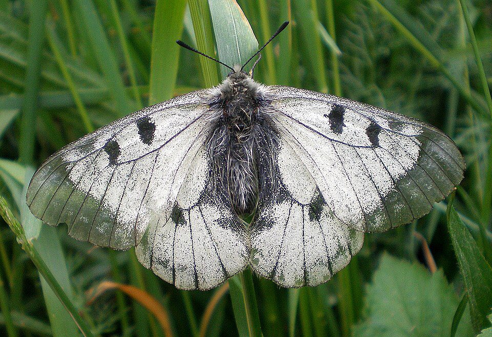 Sémi-Apollon (Parnassius mnemosyne)