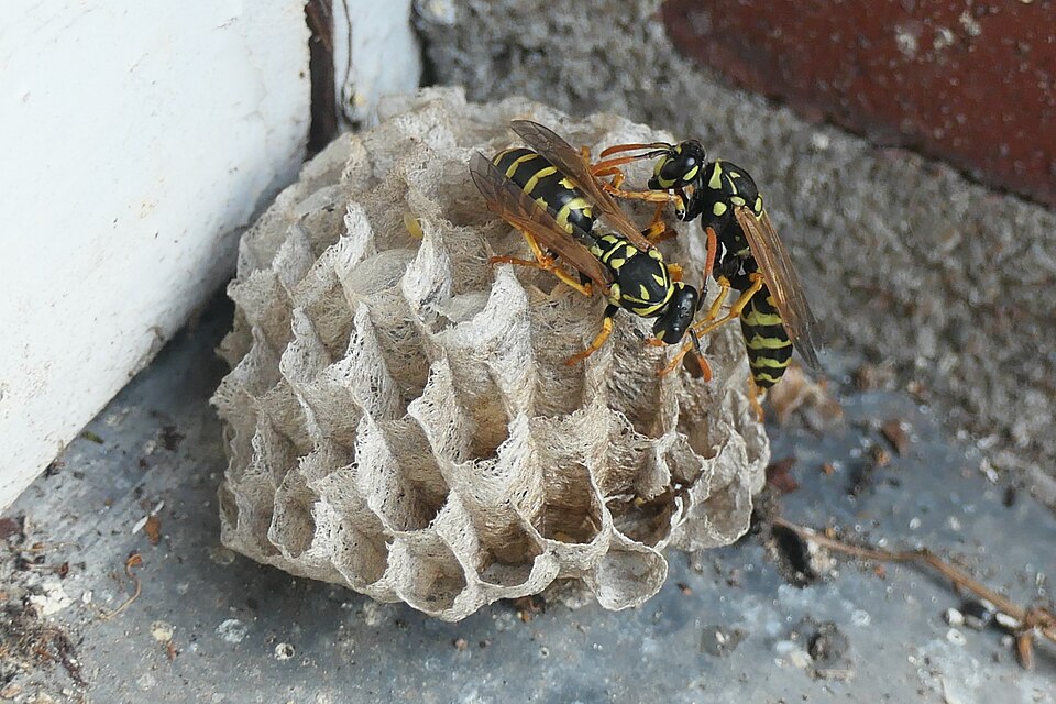 Nid de polistes dominula 