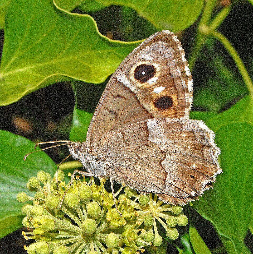 Faune (Hipparchia statilinus)