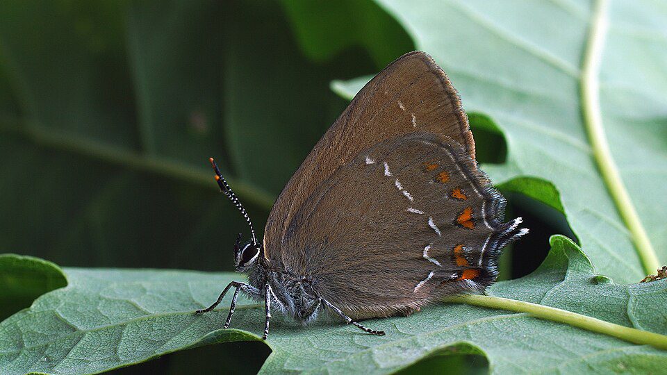 Thècle de l’yeuse (Satyrium ilicis) 
