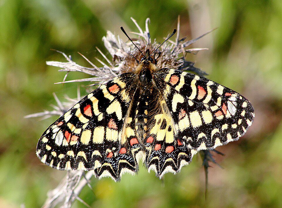 Proserpine (Zerynthia rumina)