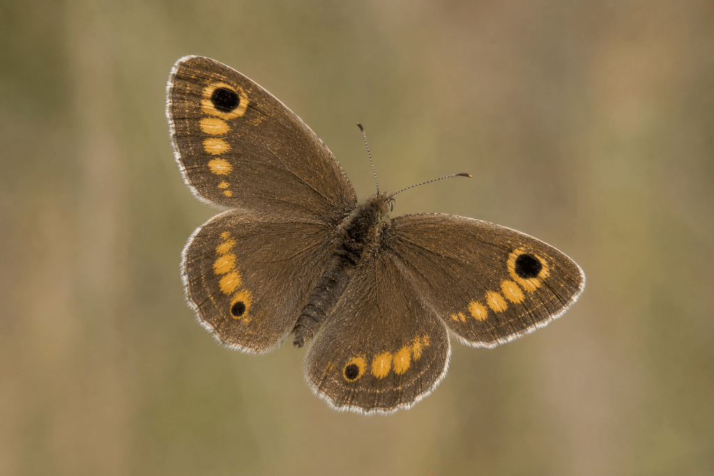 Le dessus des ailes du Petit agreste .Le dessin est  Réalisé par IA car il existe très peu de vu de dessus de ce papillon.