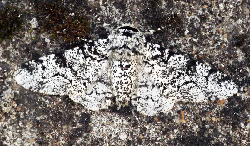 Phalène du bouleau (Biston betularia)