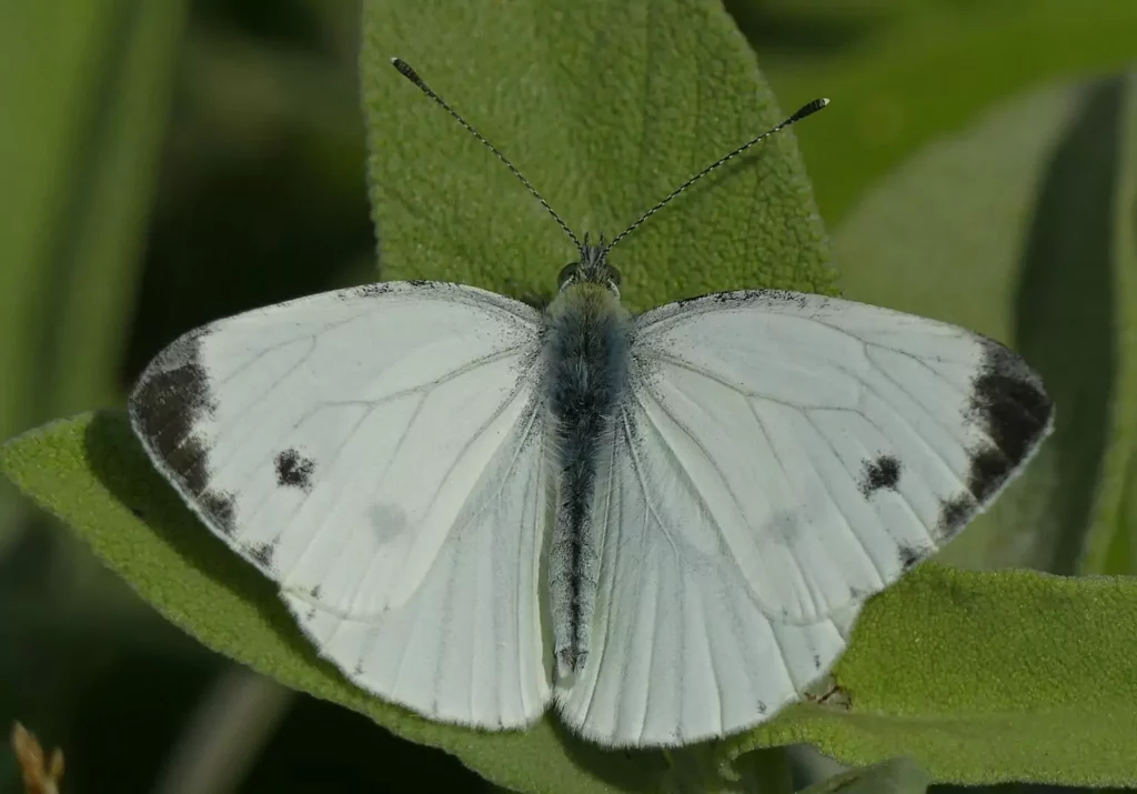 Piéride du navet (Pieris napi)