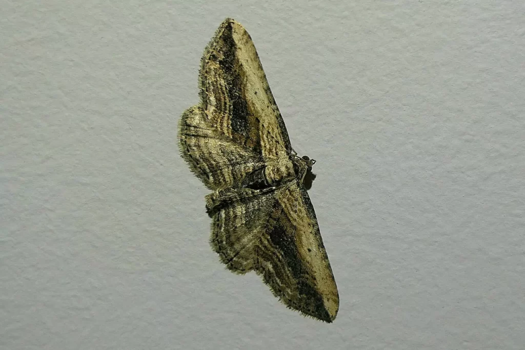 Horisme rayé (Horisme vitalbata)