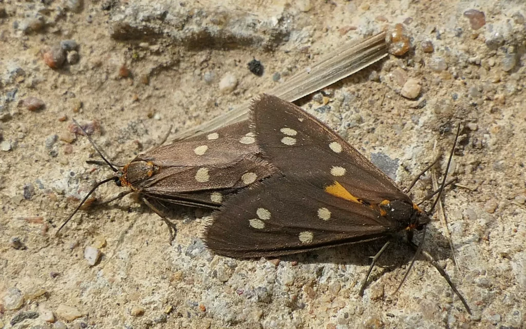 la ménagère (Dysauxes punctata)