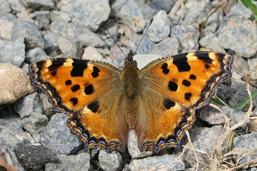 Grande tortue (Nymphalis polychloros)