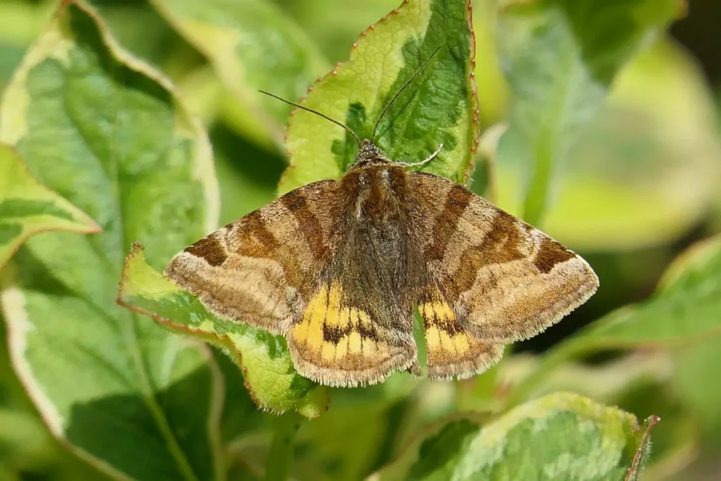 la Doublure jaune (Euclidia glyphica)