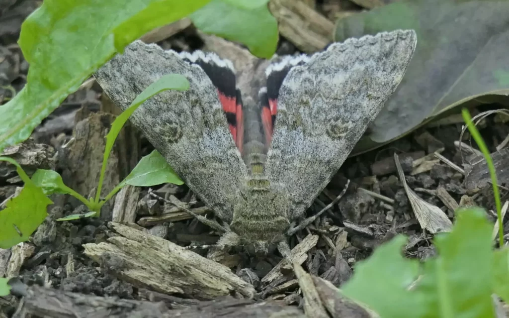 La Mariée (Catocala nupta)