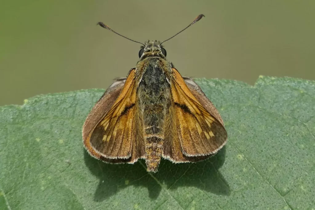 Sylvaine (Ochlodes sylvanus)