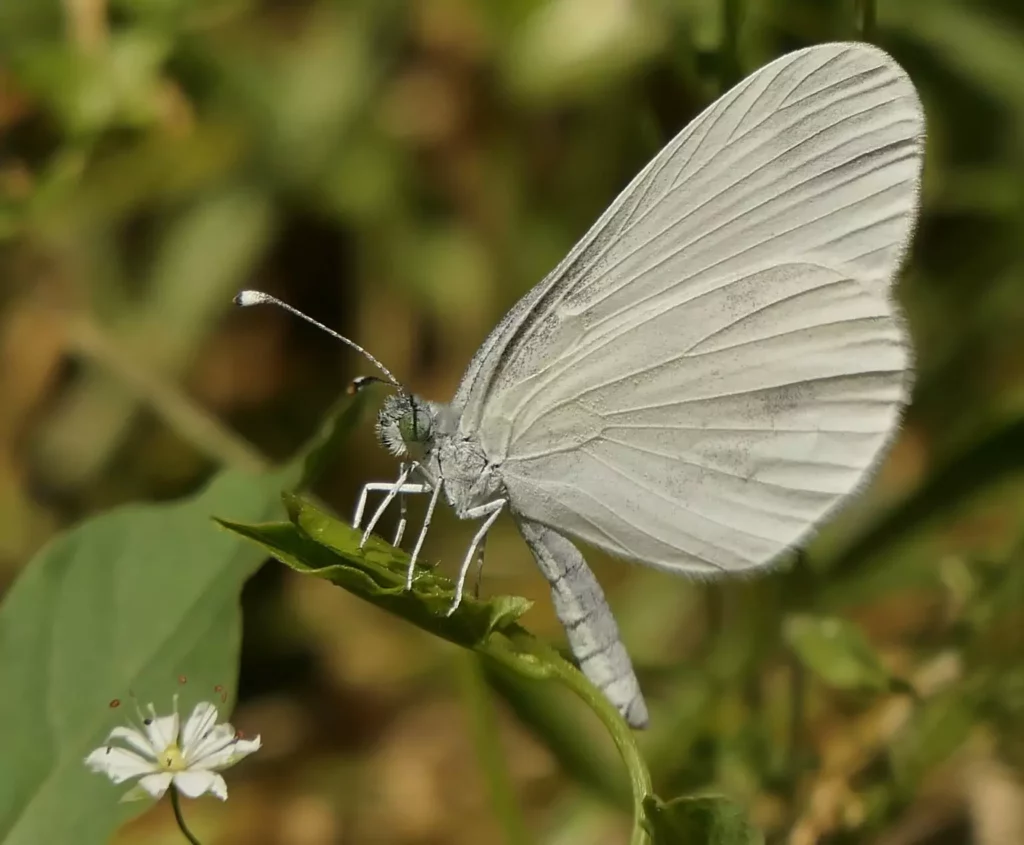 Piéride de la moutarde (Leptidea sinapis)