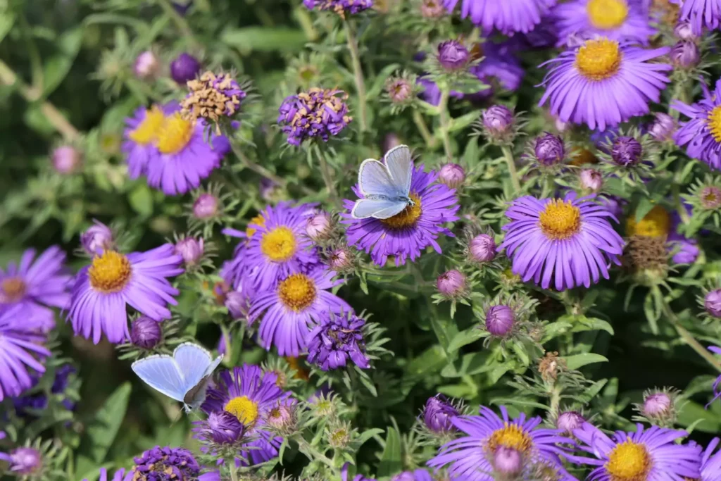 Azuré bleu céleste (Lysandra bellargus)