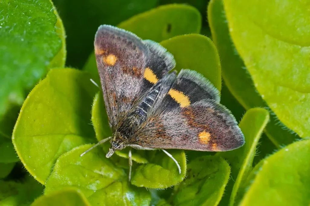 Pyrauste des origans (Pyrausta porphyralis)