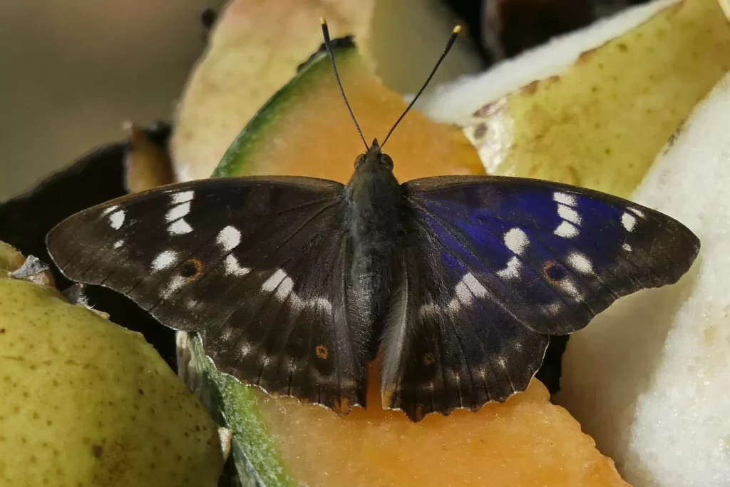 Petit Mars changeant (Apatura ilia)