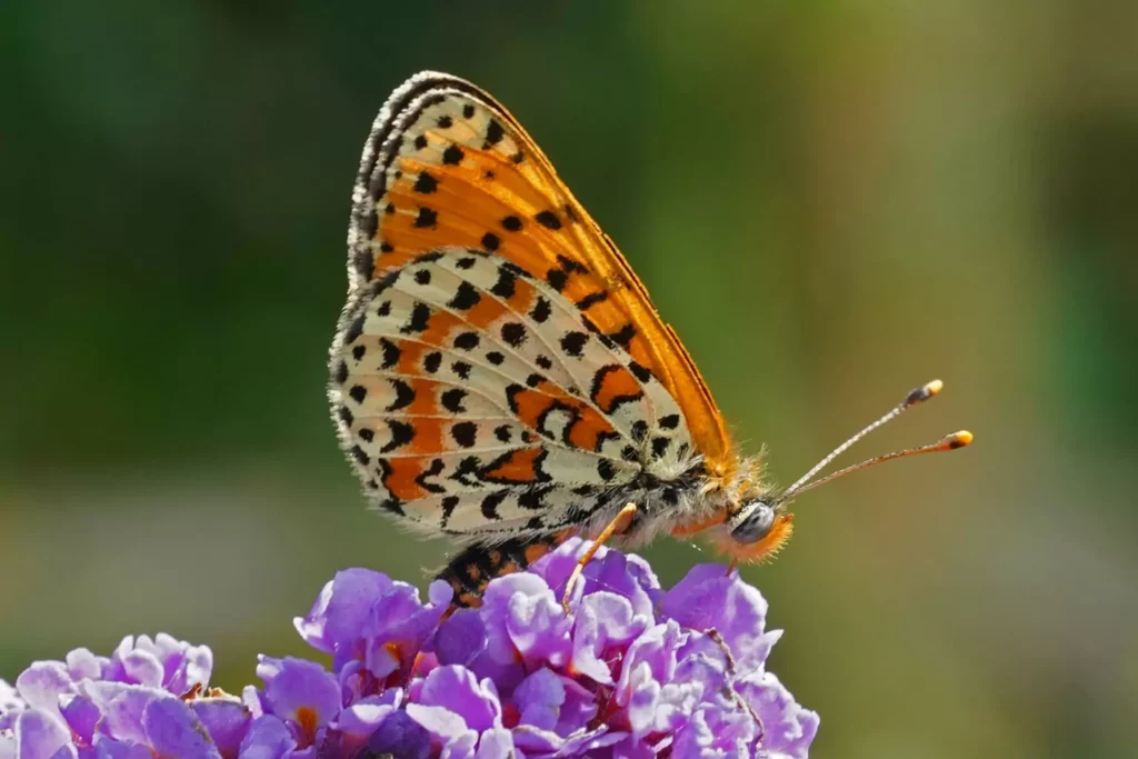 Mélitée orangée Melitaea didyma Noms scientifiques Le nom de genre Melitaea fait l’objet de plusieurs hypothèses. Certains auteurs y voient une déformation de Melinaea, l’un des nombreux surnoms de la déesse Aphrodite. D’autres le rapprochent du grec meli (« miel »), en référence à l’attrait de ces papillons pour les fleurs riches en nectar. Une troisième hypothèse le fait dériver du nom d’une ancienne ville de Thessalie. L’épithète didyma vient du grec didymos, qui signifie « jumeau » ou « double ». Dans sa description originale, Eugen Johann Christoph Esper explique lui-même avoir choisi ce nom en référence à Diane, qui portait autrefois cette épithète. Il rapproche également le nom des deux marques circulaires situées au milieu de l’aile antérieure, qu’il qualifie d’ocellis didymis, « ocelles jumelles ». Melitée orangée mâle (Melitaea didyma) Melitée orangée mâle (Melitaea didyma) Esper écrit : « J’ai choisi le nom Didyma pour ce papillon. Diane l’a autrefois porté, et depuis que Linné a attaché leurs synonymes aux nacrés, il est devenu, en fait, presque légitime de puiser dans les épithètes de Diane. Cela peut participer à perpétuer le souvenir de ce nom. Les deux fissures circulaires au milieu de l’aile antérieure le distinguent de l’autre espèce. Elles ressemblent à des ocelles jumelles ; qu’il soit appelé Didyma. » (Traduction de Jean-Yves Cordier.) A. Maitland Emmet propose toutefois une autre interprétation. Pour lui, didyma, « jumeau », ferait référence à la ressemblance de Melitaea didyma avec Melitaea phoebe (Denis & Schiffermüller, 1775). Cette interprétation semble moins convaincante au regard de la description originale d’Esper, qui explique lui-même le choix du nom. Noms vernaculaires Le nom « Mélitée orangée » fait directement référence à la couleur dominante du dessus des ailes, particulièrement vive chez le mâle. Il permet également de distinguer cette espèce des nombreuses autres Mélitées présentes en Europe, dont les dessins en damier sont souvent proches, mais dont les teintes sont plus brunes ou plus fauves. Le nom « Damier orangé » est également utilisé comme nom vernaculaire secondaire. Gérard Luquet l’a proposé en 1986 aux côtés de « Mélitée orangée », qui est devenu le nom principal retenu pour l’espèce. Le nom « Diane » a également été employé pour cette espèce, mais Gérard Luquet l’a écarté en 1986, car ce nom était déjà traditionnellement associé à la Diane (Zerynthia polyxena). Il a retenu « Mélitée orangée » comme nom principal et « Damier orangé » comme nom accessoire. Les noms à l’étranger En anglais, Melitaea didyma est appelée Red-Band Fritillary, « Fritillaire à bande rouge ». Elle est également connue sous le nom de Spotted Fritillary, « Fritillaire tachetée ». Ces deux noms font référence à l’aspect du papillon : le premier à ses teintes rouge orangé et le second à son dessin riche en taches. En allemand, elle est appelée Roter Scheckenfalter, « papillon damier rouge ». Les Espagnols disent Doncella tímida, « Demoiselle timide ». On la rencontre également sous le nom de Doncella Didima, qui reprend l’épithète scientifique. En italien, elle est appelée Didima ou Fritillaria. Didima reprend directement l’épithète scientifique. Les Néerlandais l’appellent Tweekleurige parelmoervlinder, « papillon nacré bicolore ».