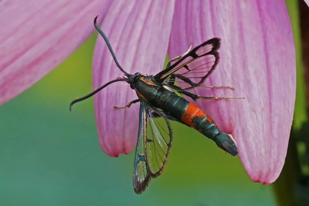 Sésie du néflier (Synanthedon stomoxiformis)