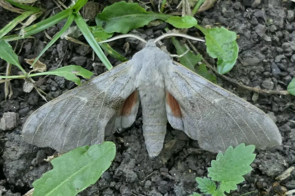 Sphinx du peuplier (Laothoe populi)