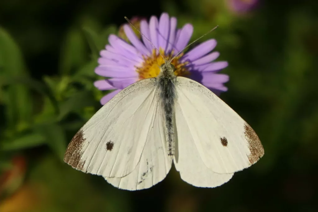 Piéride de la rave (Pieris rapae)